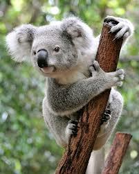 Koala Bear